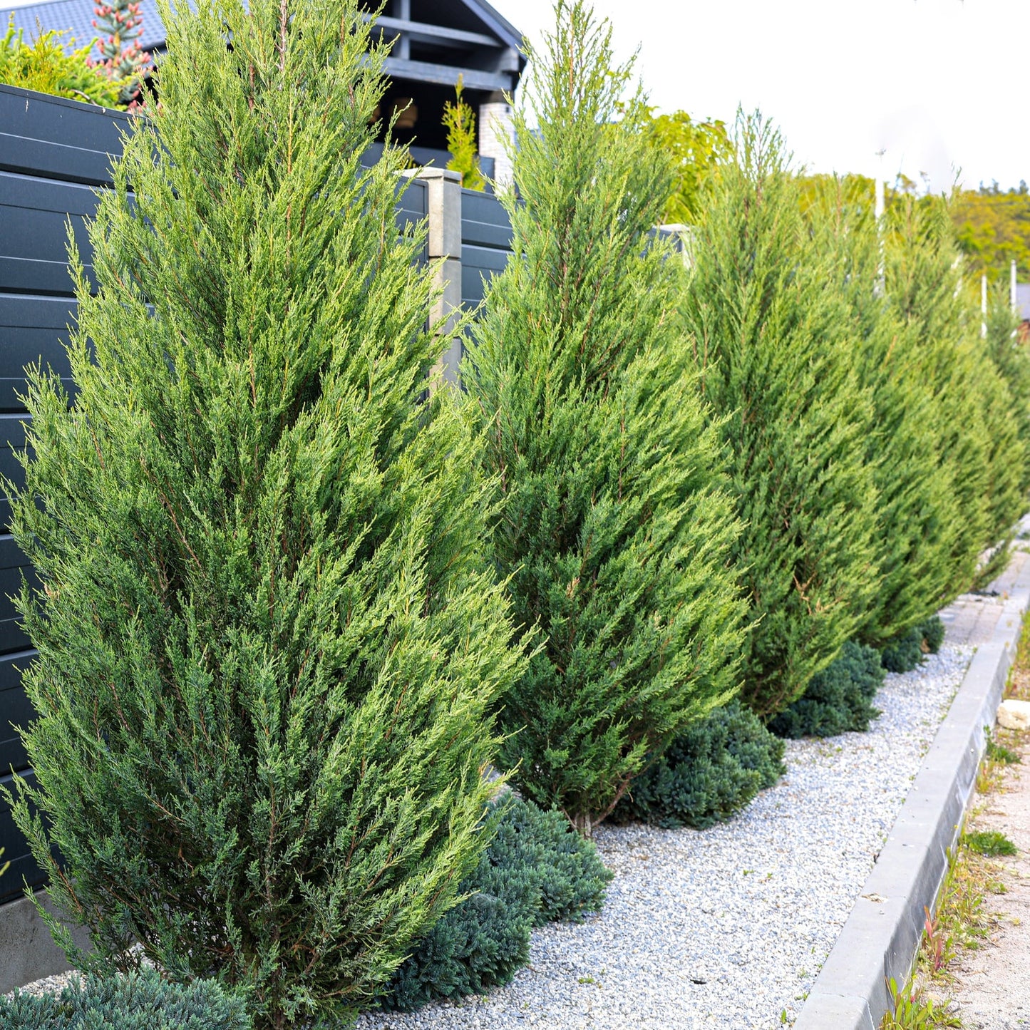 1 Leyland Cypress Tree