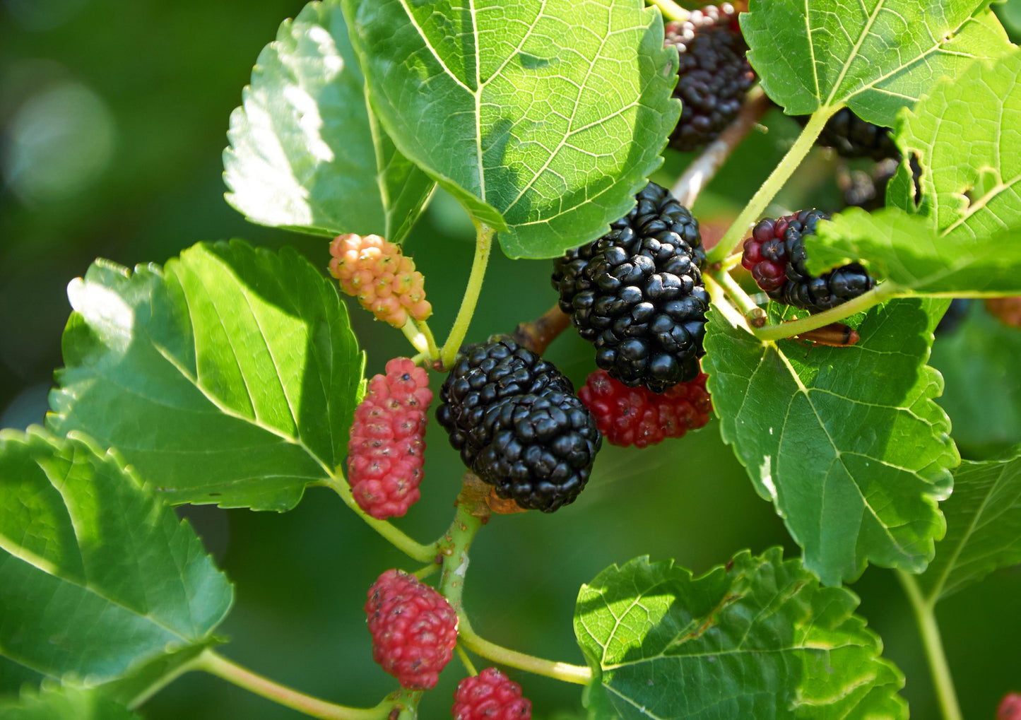 10 Illinois Everbearing Mulberry Tree 12-24" Tall