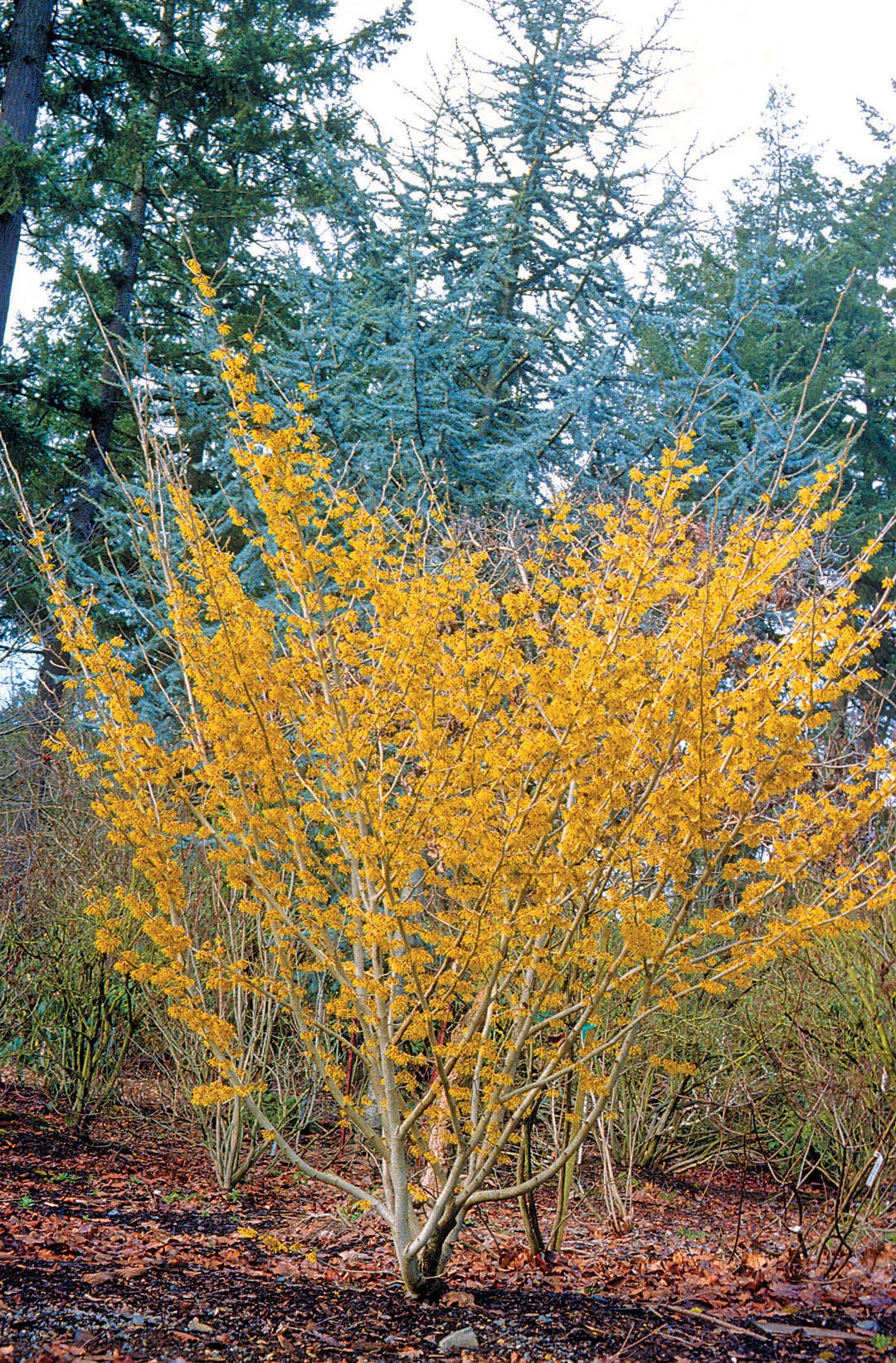 1 Witch Hazel Tree 12-24" Tall Hamamelis virginiana