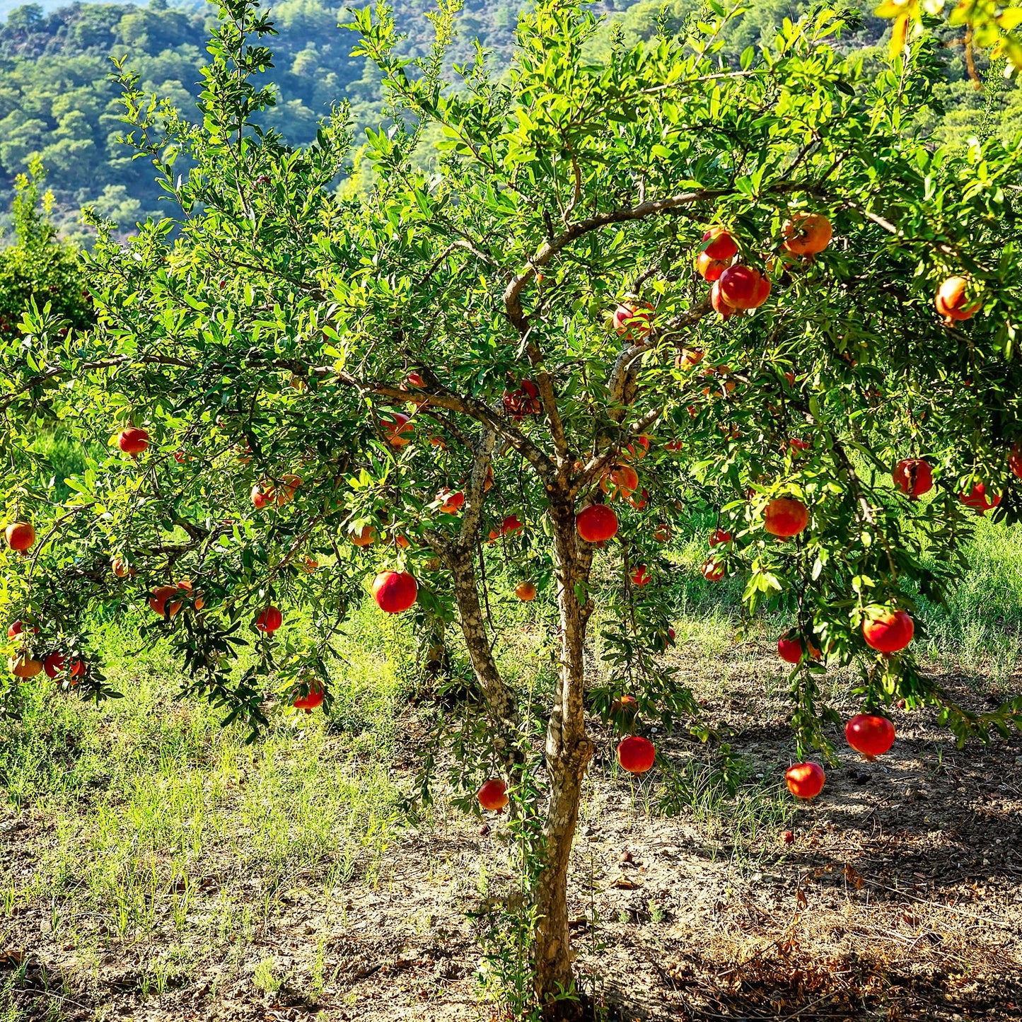 1 Pomegranate Tree Starter Plant Punica Granatum