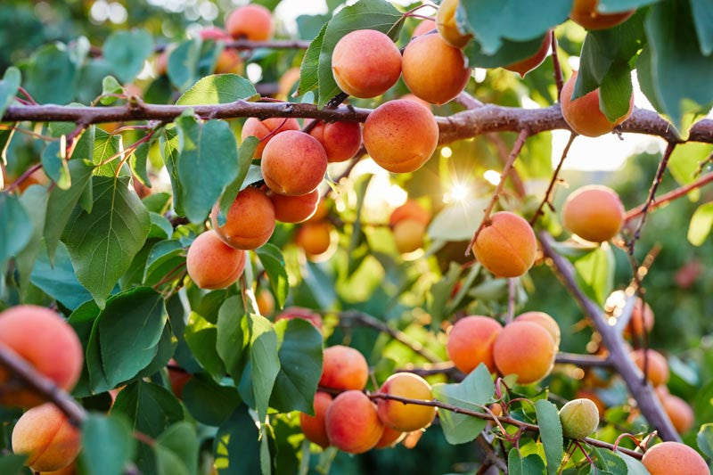 1 Apricot Tree Fruit Starter Plant Prunus armeniaca 12-24in Tall Starter Tree