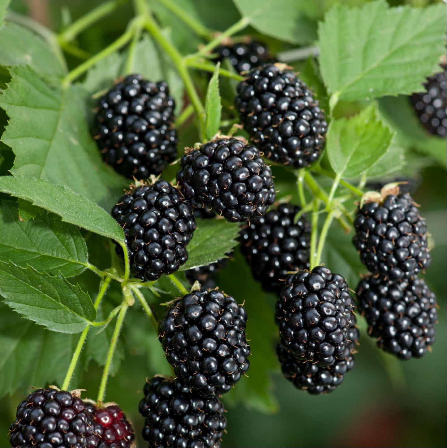 5 Sweetie Pie Blackberry Starter Plant Thornless