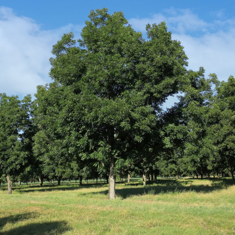 3 Hardy Pecan Tree 12-24" Tall Carya illinoinensis