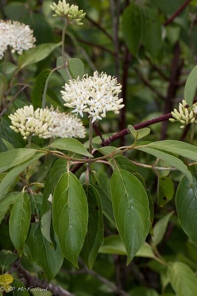 1 Silky Dogwood Tree Shrub 12-24" Tall Cornus amomum