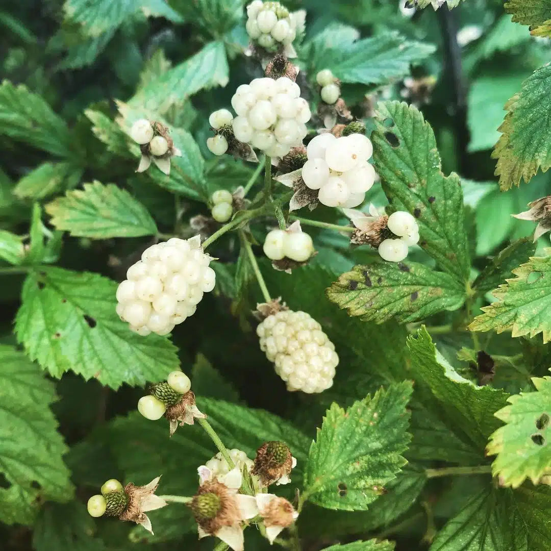 1 Snowbank White Blackberry Starter Plant Thornless