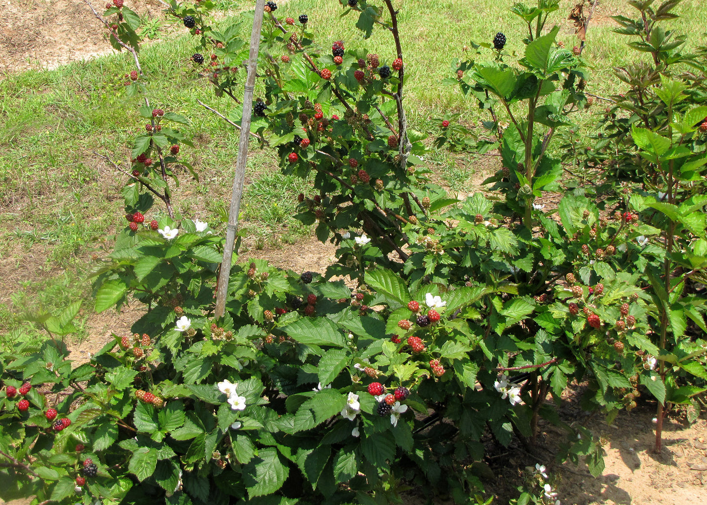 5 Sweetie Pie Blackberry Starter Plant Thornless