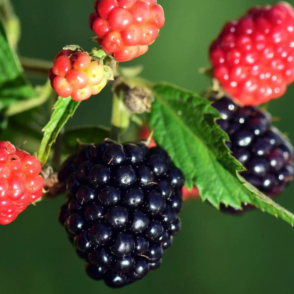5 Sweetie Pie Blackberry Starter Plant Thornless