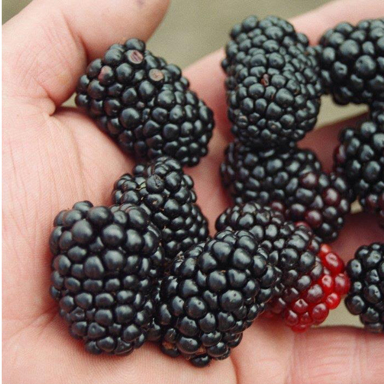 5 Triple Crown Blackberry Starter Plant Thornless