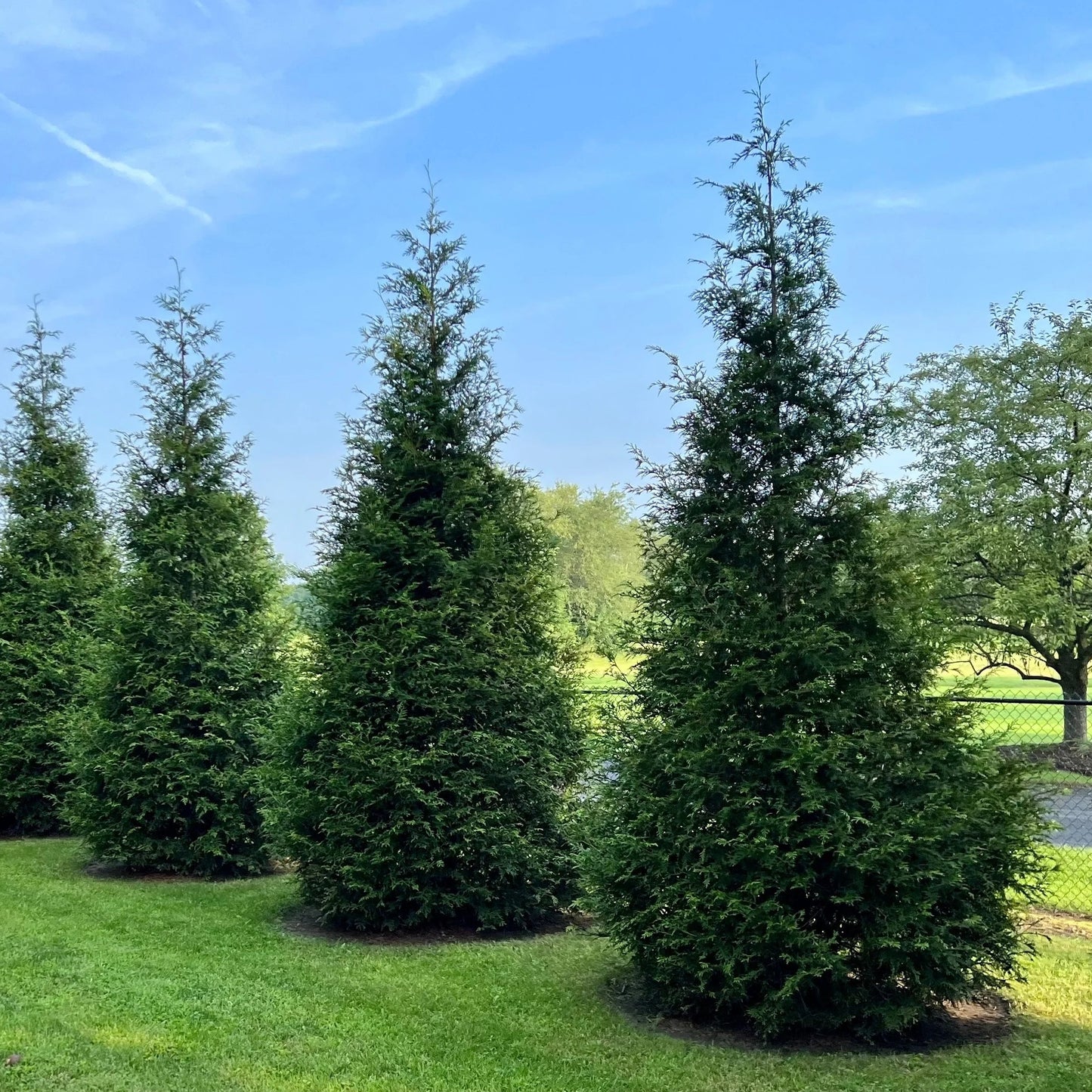 5 Green Giant Arborvitae Starter Plant