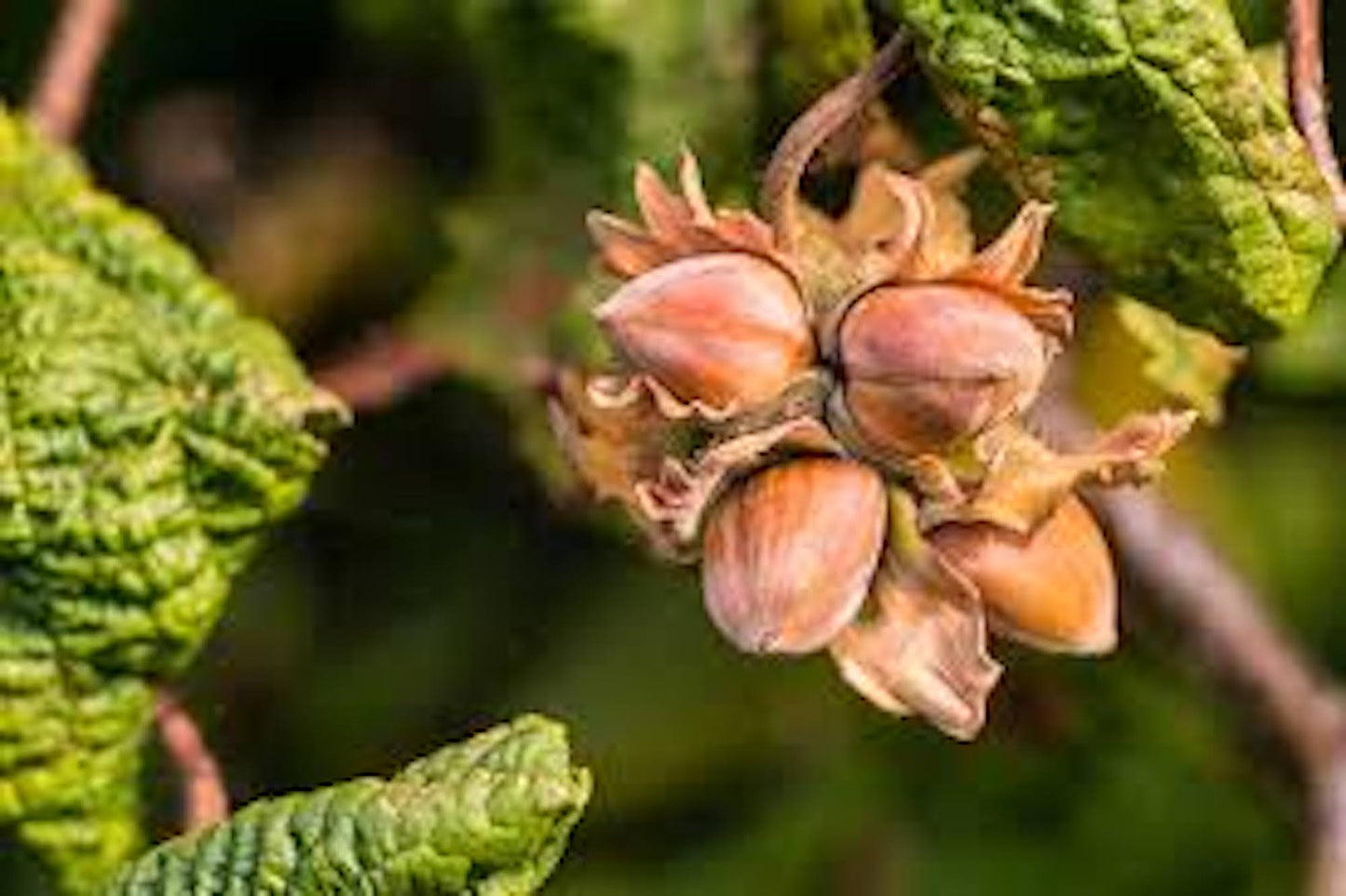1 American Hazelnut Tree 12-24" Tall Corylus americana
