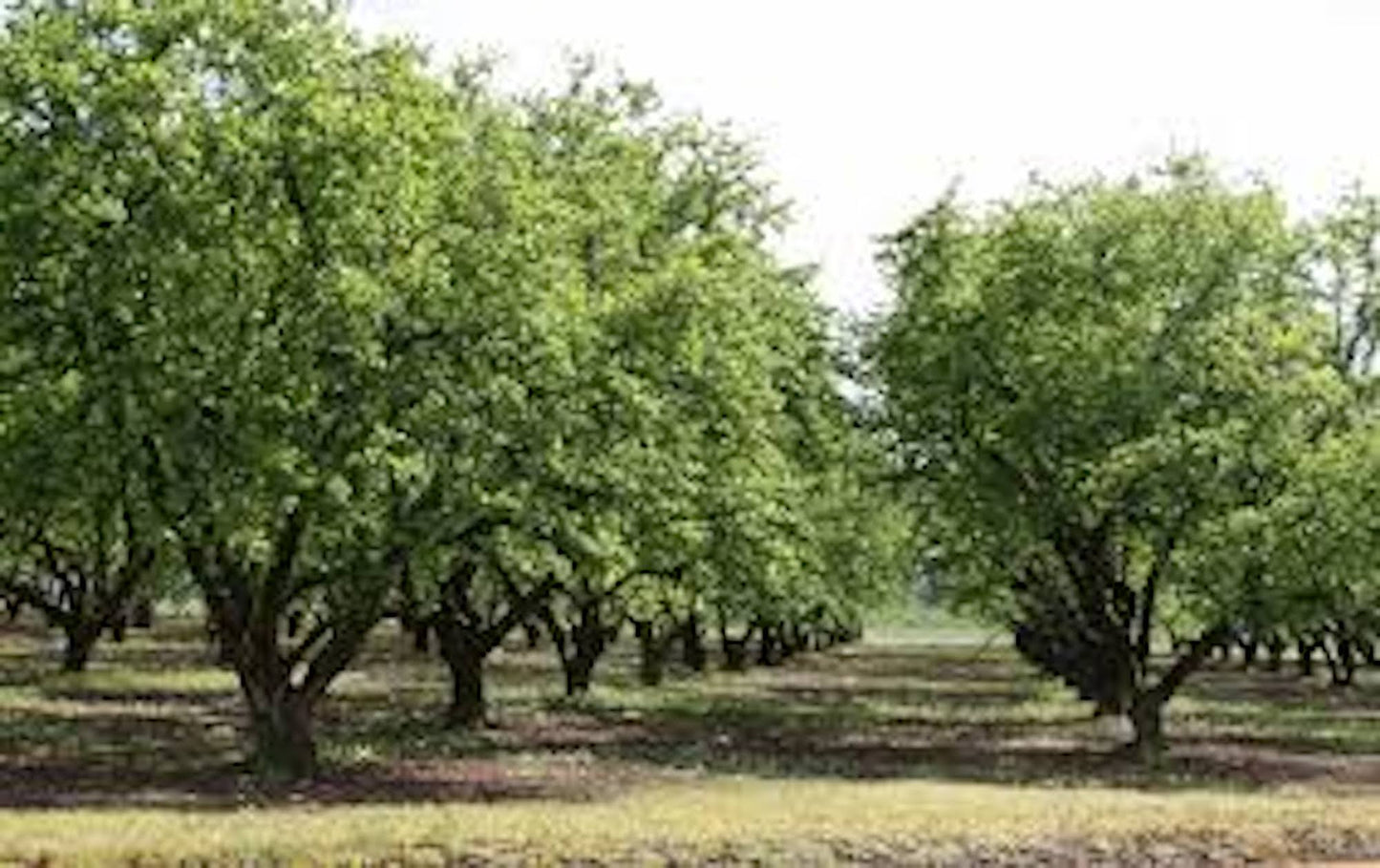 1 American Hazelnut Tree 12-24" Tall Corylus americana