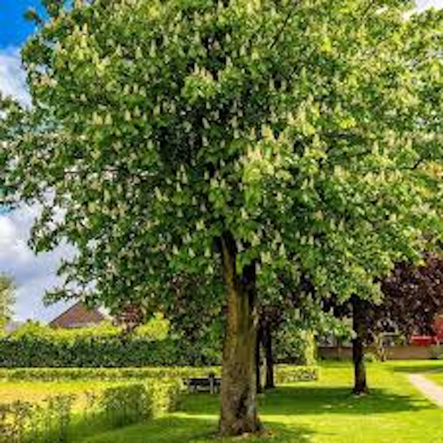 1 American Hazelnut Tree 12-24" Tall Corylus americana