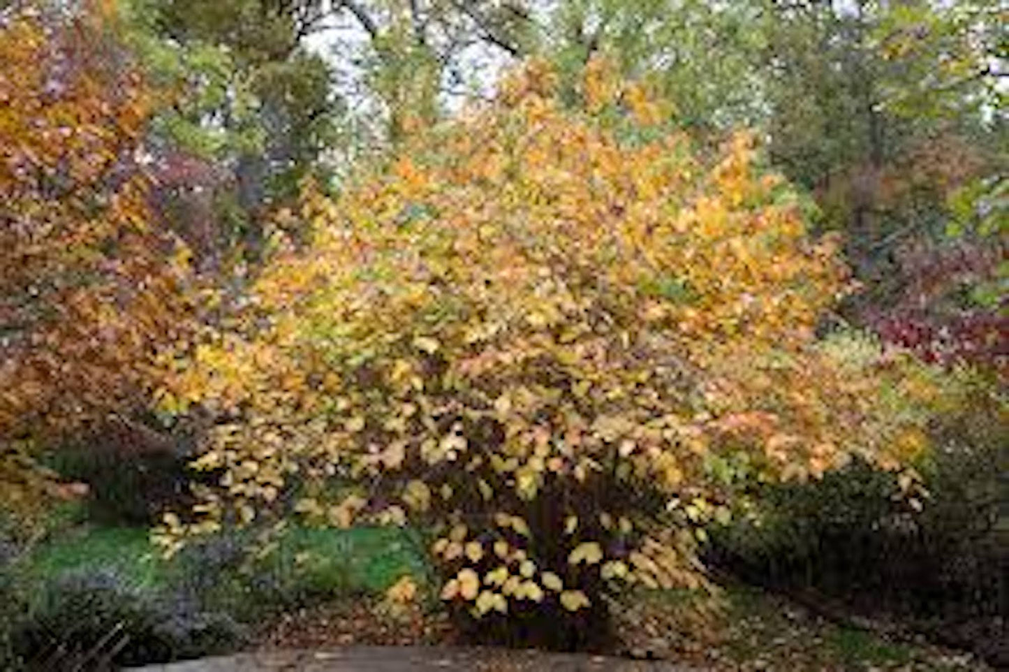 1 American Hazelnut Tree 12-24" Tall Corylus americana