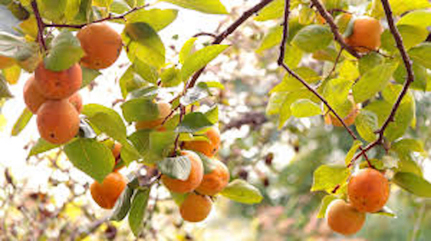 1 American Persimmon Tree 12-24" Tall Diospyros virginiana