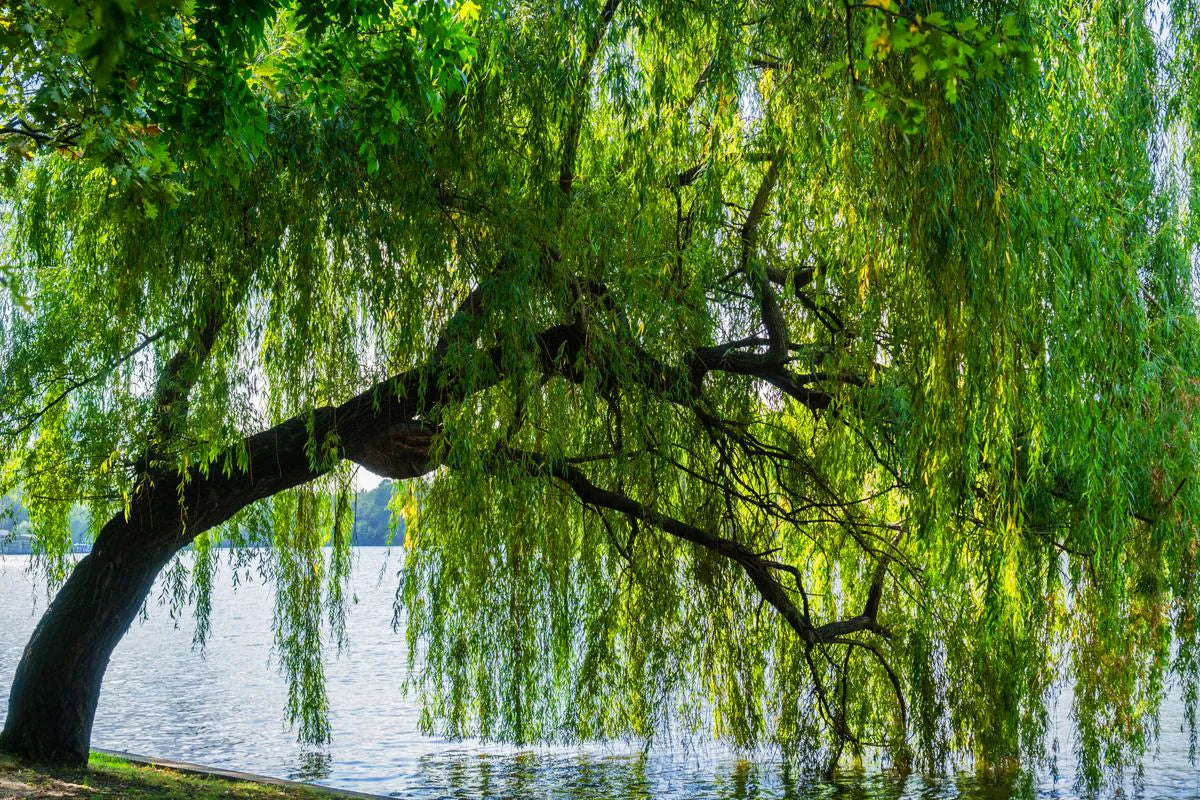 5 Weeping Willow Tree 12-24" Tall Salix babylonica
