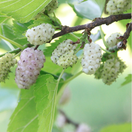 5 White Mulberry Tree 12-24" Tall Morus alba