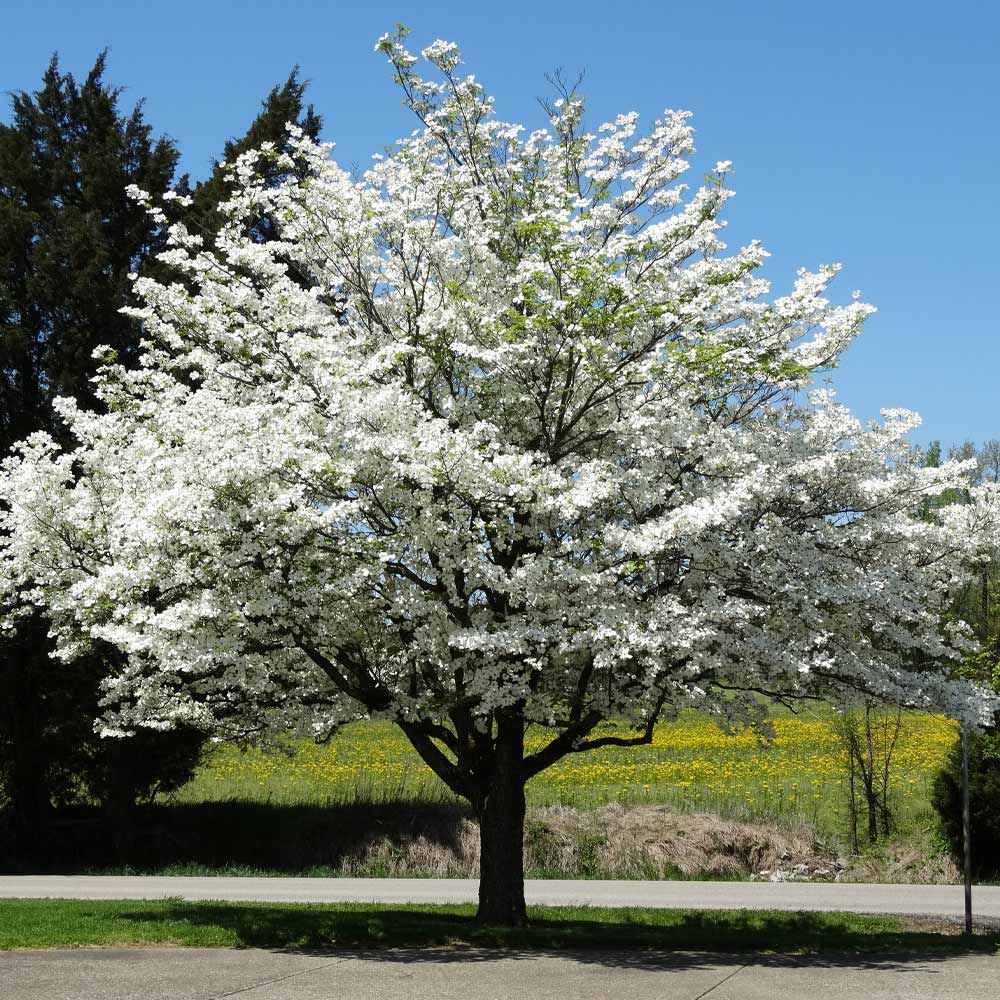 1 White Dogwood Tree 12-24" Tall Cornus florida