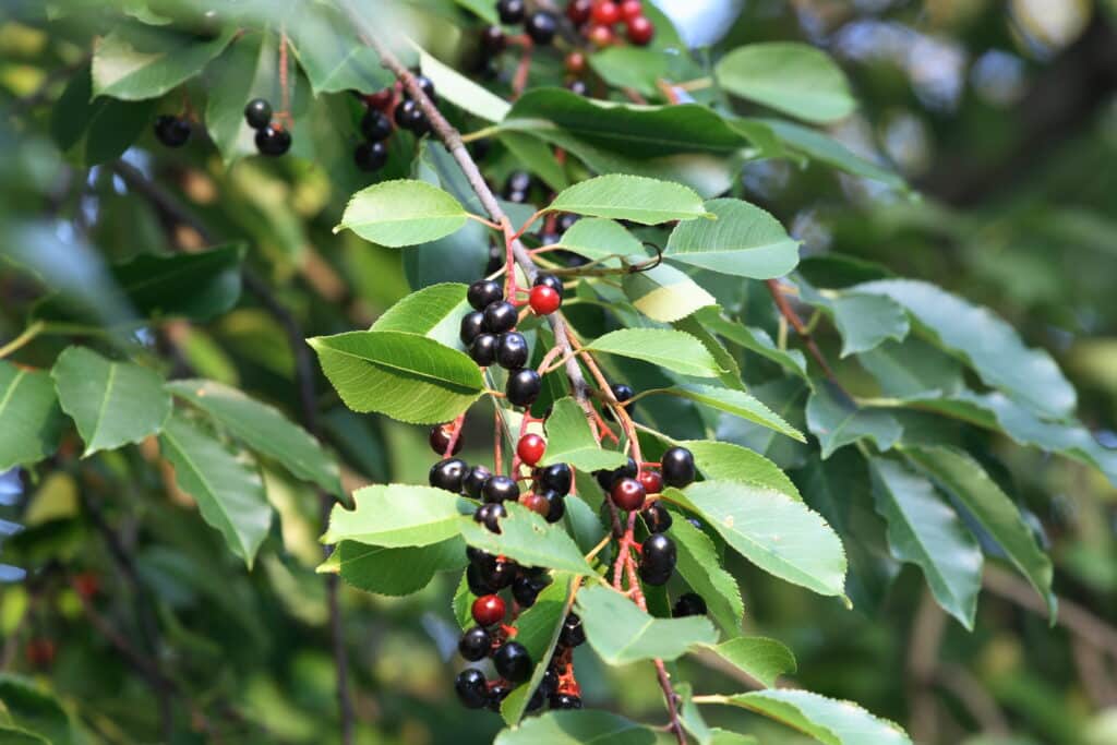 1 Black Cherry Tree 12-24" Tall Prunus serotina