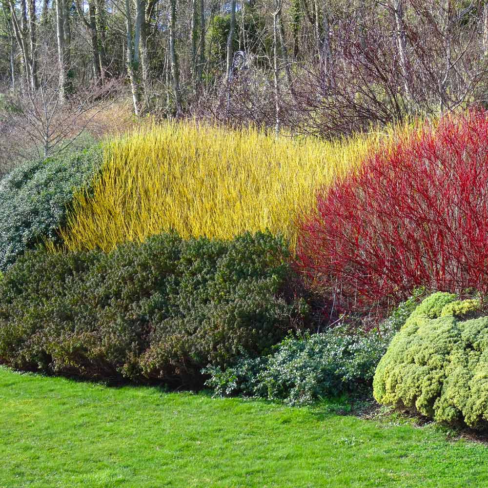 5 Yellow Twig Dogwood Shrub 12-24" Tall Cornus sericea flaviramea
