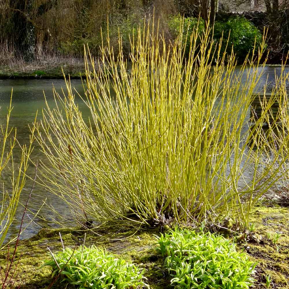 5 Yellow Twig Dogwood Shrub 12-24" Tall Cornus sericea flaviramea