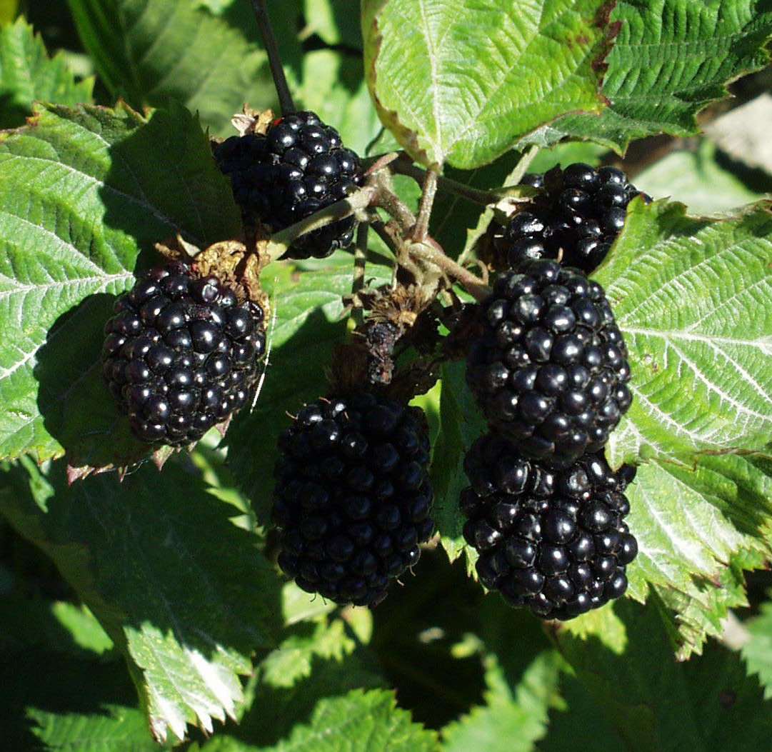 1 Apache Blackberry Starter Plant Thornless