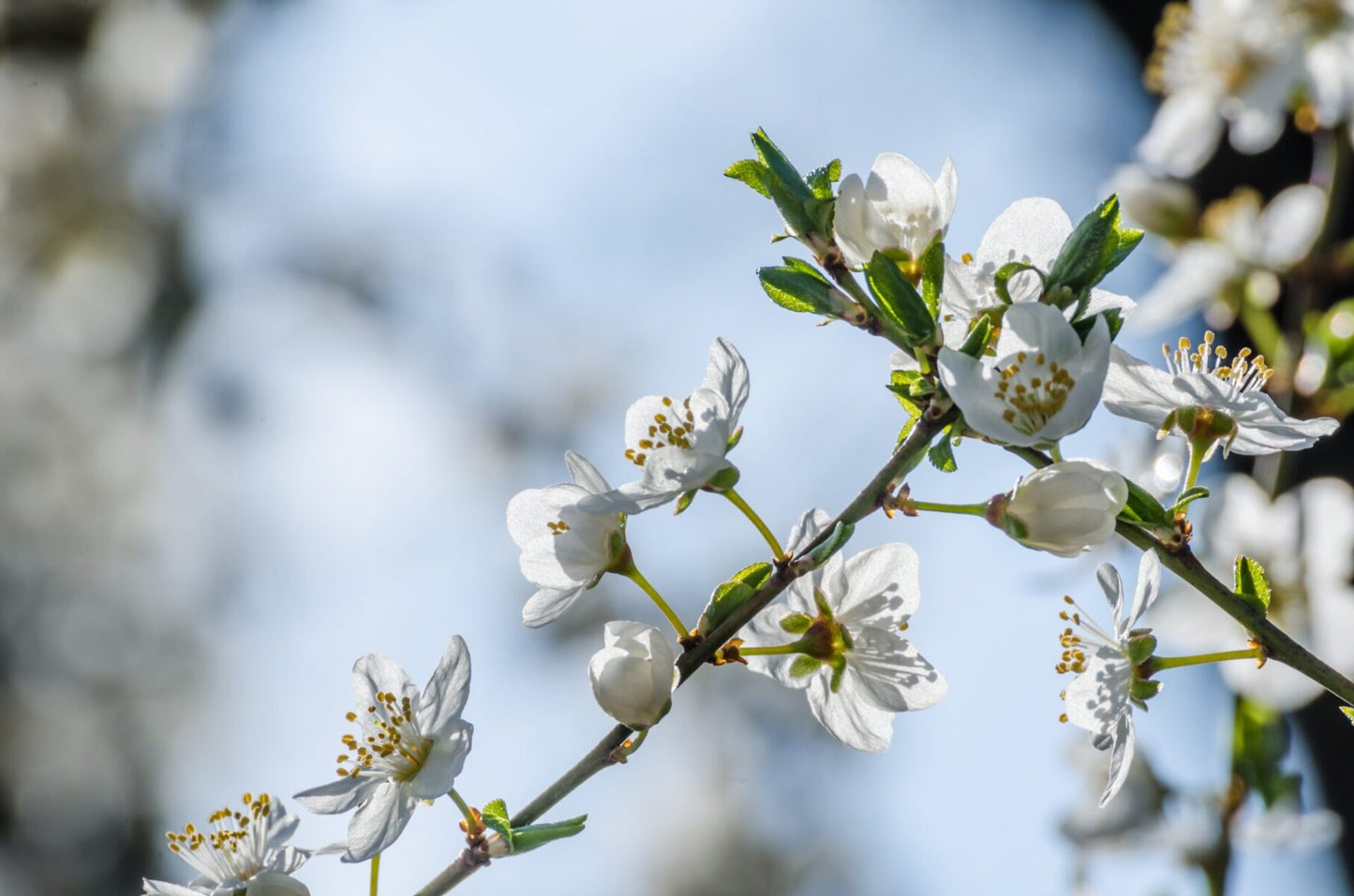 1 Apricot Tree Fruit Starter Plant Prunus armeniaca 12-24in Tall Starter Tree