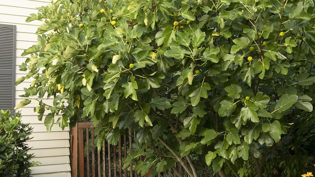 1 Brown Turkey Fig Tree Starter Plant Ficus carica 'Brown Turkey'
