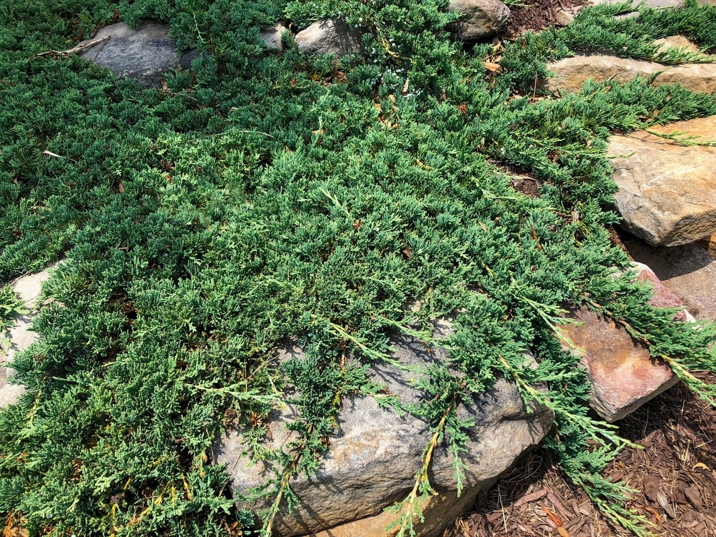 10 Blue Rug Juniper Shrub Start Juniperus horizontalis Wiltonii