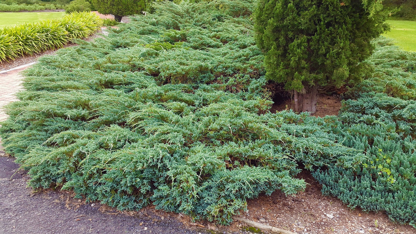 5 Blue Rug Juniper Shrub Start Juniperus horizontalis Wiltonii