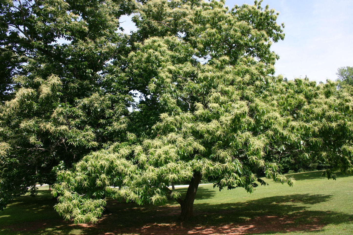1 Dunstan Chestnut Tree 12-24" Tall Castanea dentata x Castanea mollissima Hybrid
