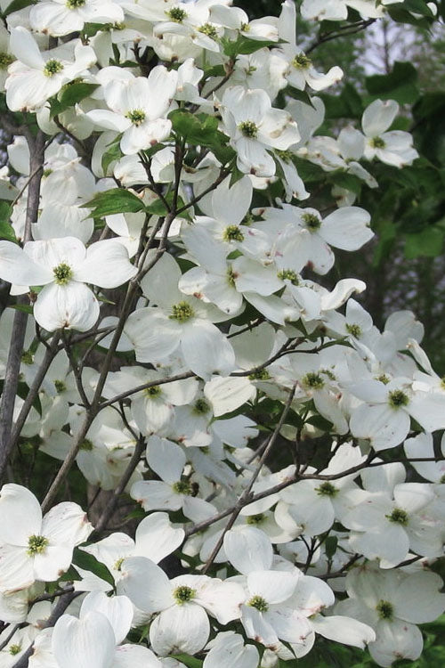 5 White Dogwood Tree 12-24" Tall Cornus florida