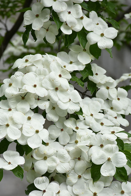1 White Dogwood Tree 12-24" Tall Cornus florida