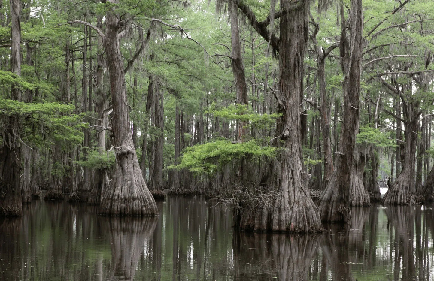 1 Bald Cypress Tree 12-24" Tall Taxodium distichum