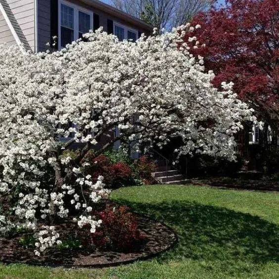 1 Silky Dogwood Tree Shrub 12-24" Tall Cornus amomum