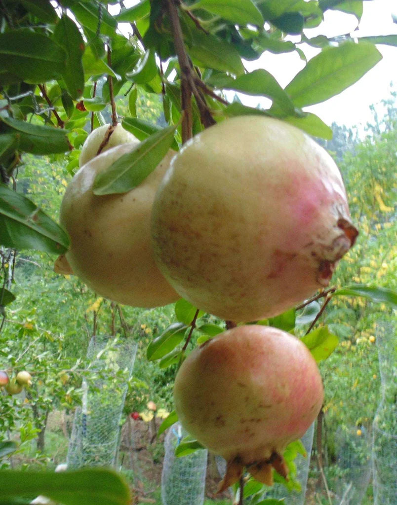 1 Azadi Pomegranate Tree Starter Plant Punica Granatum Azadi