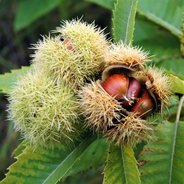 1 Dunstan Chestnut Tree 12-24" Tall Castanea dentata x Castanea mollissima Hybrid
