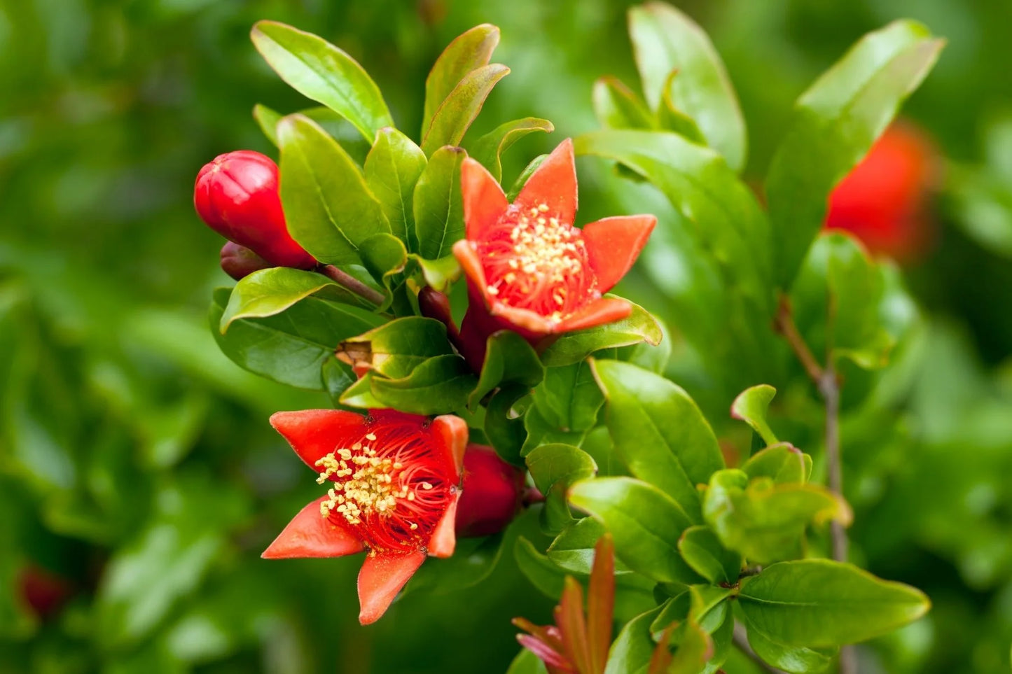 1 Pomegranate Tree Starter Plant Punica Granatum