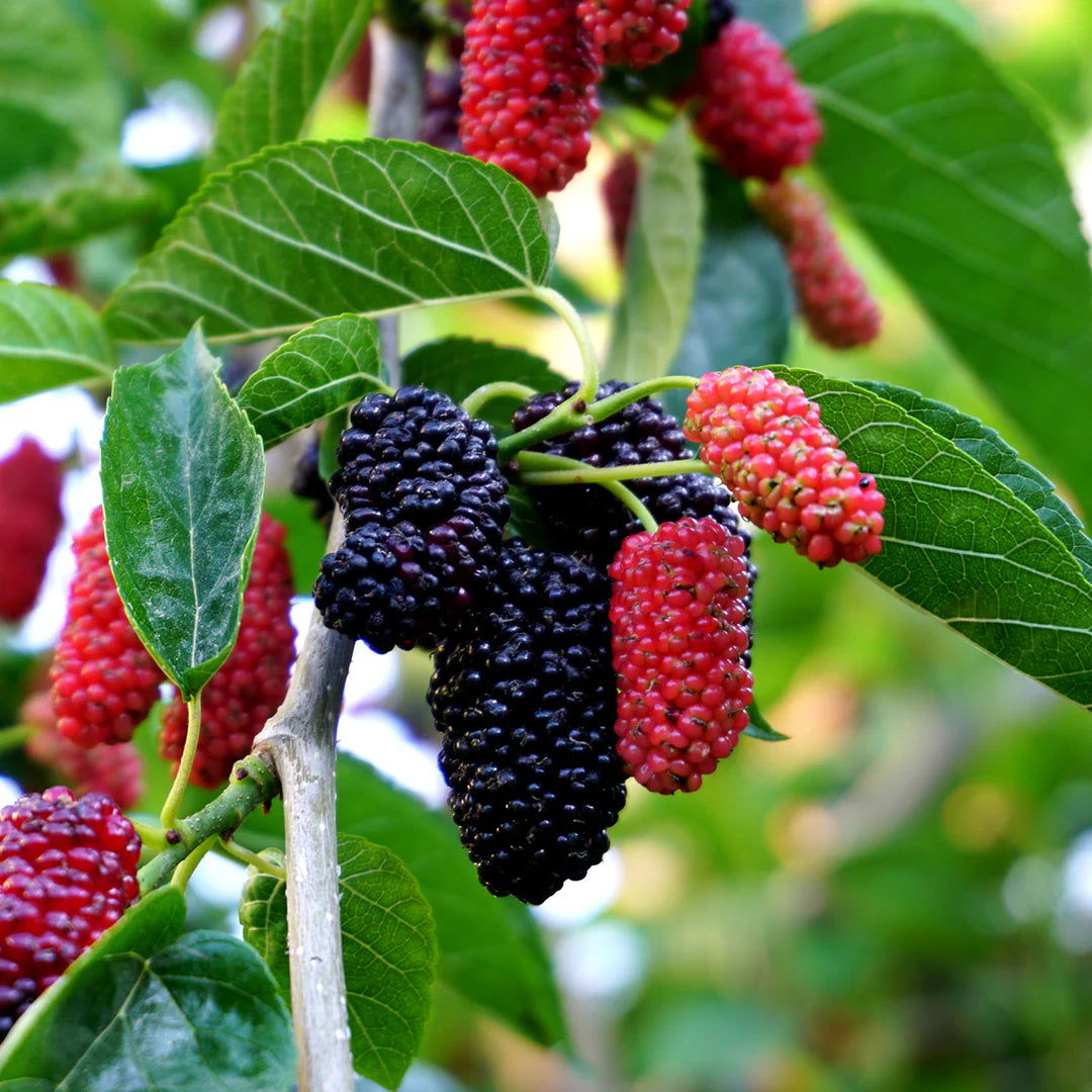 1 Dwarf Everbearing Mulberry Tree Starter Plant Morus spp.