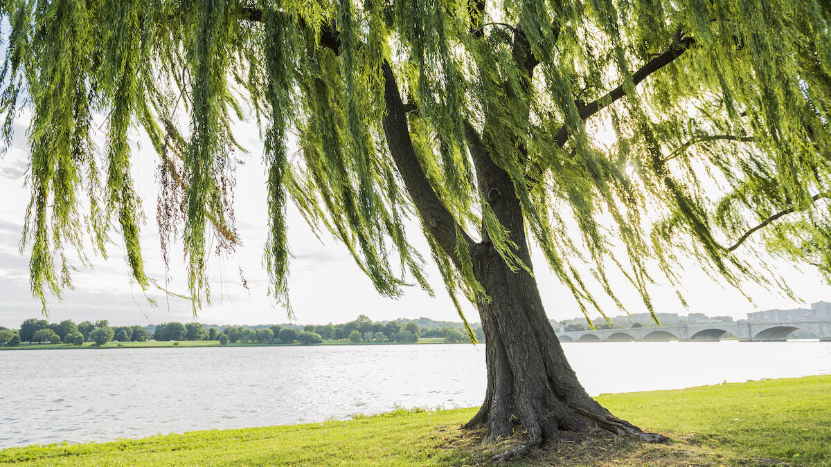 5 Weeping Willow Tree 12-24" Tall Salix babylonica