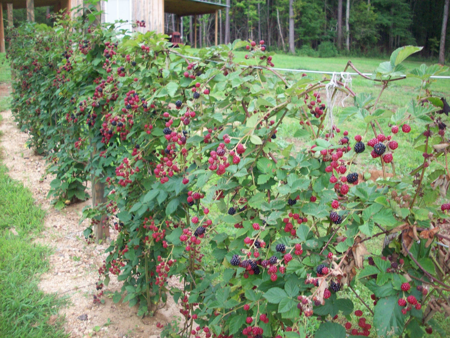 1 Big Daddy Blackberry Starter Plant Thornless