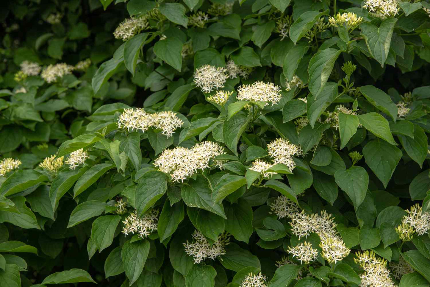 1 Silky Dogwood Tree Shrub 12-24" Tall Cornus amomum
