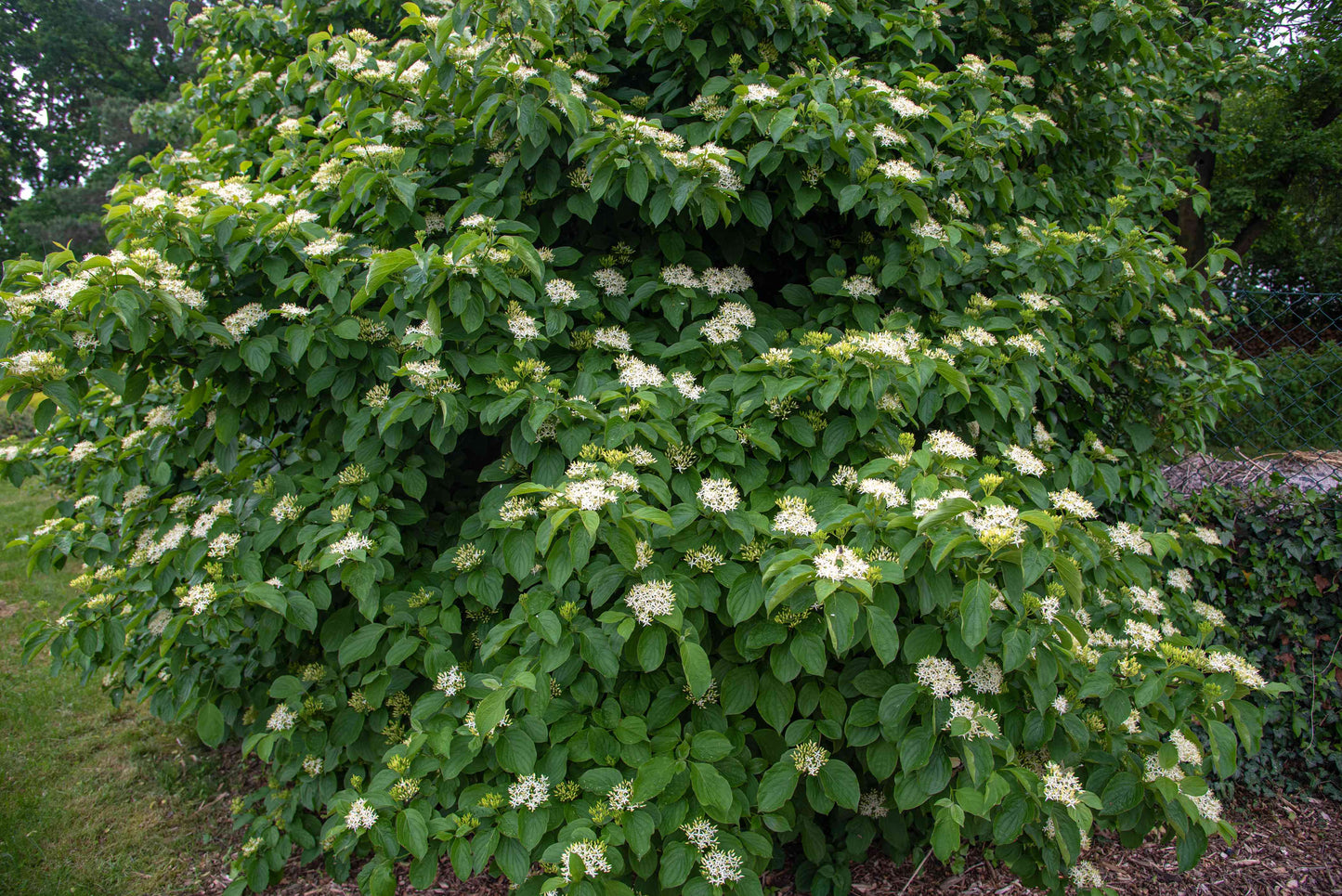 1 Silky Dogwood Tree Shrub 12-24" Tall Cornus amomum