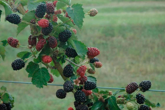 5 Prime Ark Freedom Blackberry Starter Plant Thornless