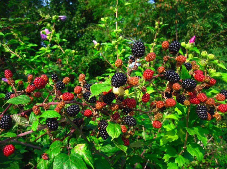 1 Caddo Blackberry Starter Plant Thornless