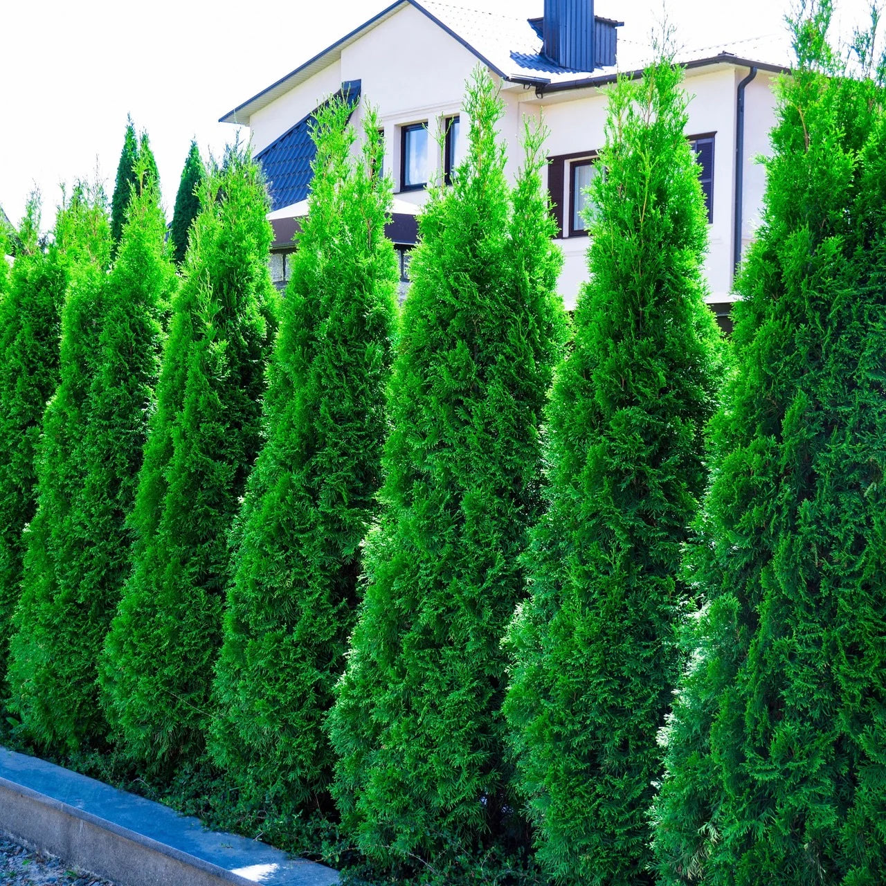20 Emerald Green Arborvitae Tree Evergreen Fast Growing 6-14in tall