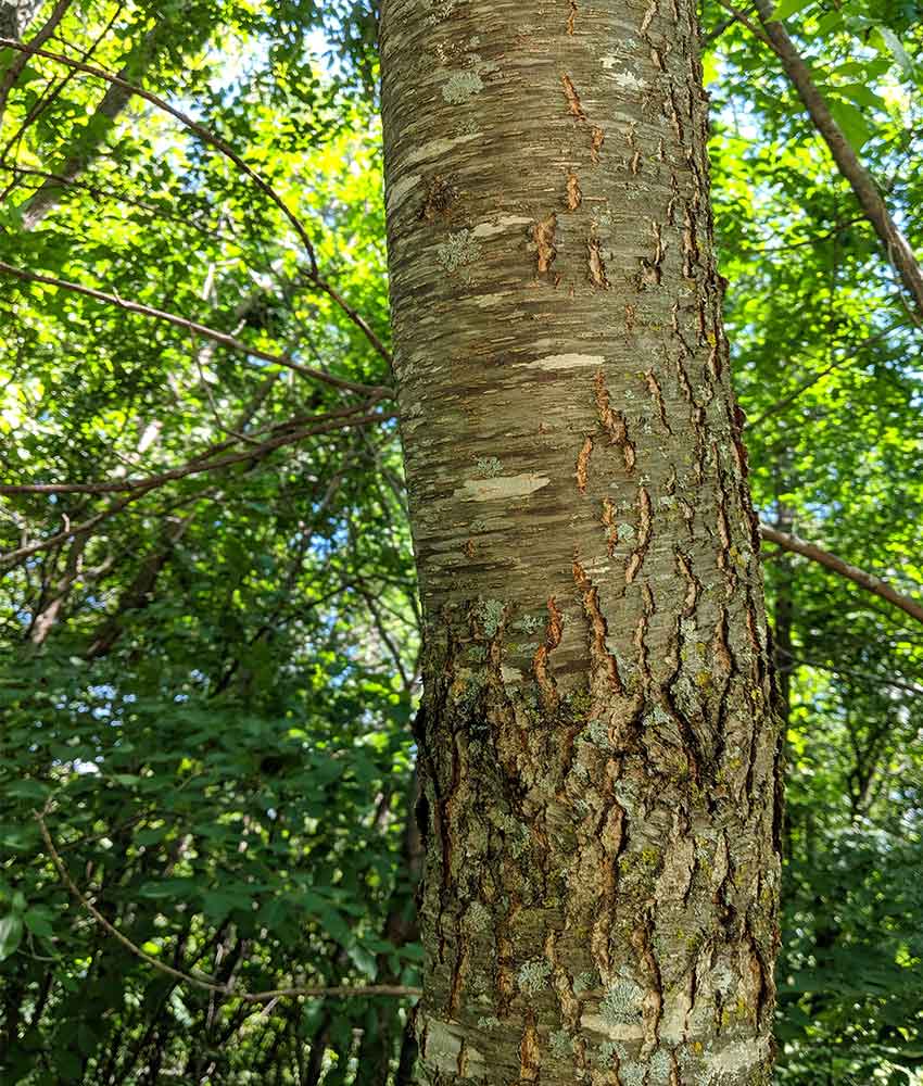1 Black Cherry Tree 12-24" Tall Prunus serotina