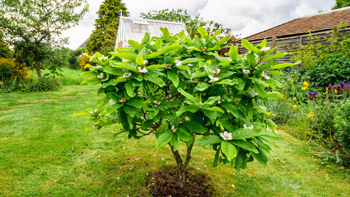 1 Dwarf Everbearing Mulberry Tree Starter Plant Morus spp.