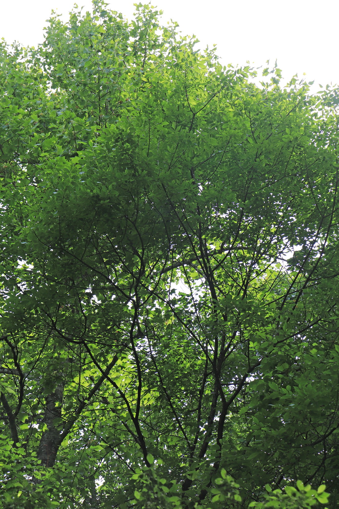 5 White Ash Tree 12-24" Tall Fraxinus americana