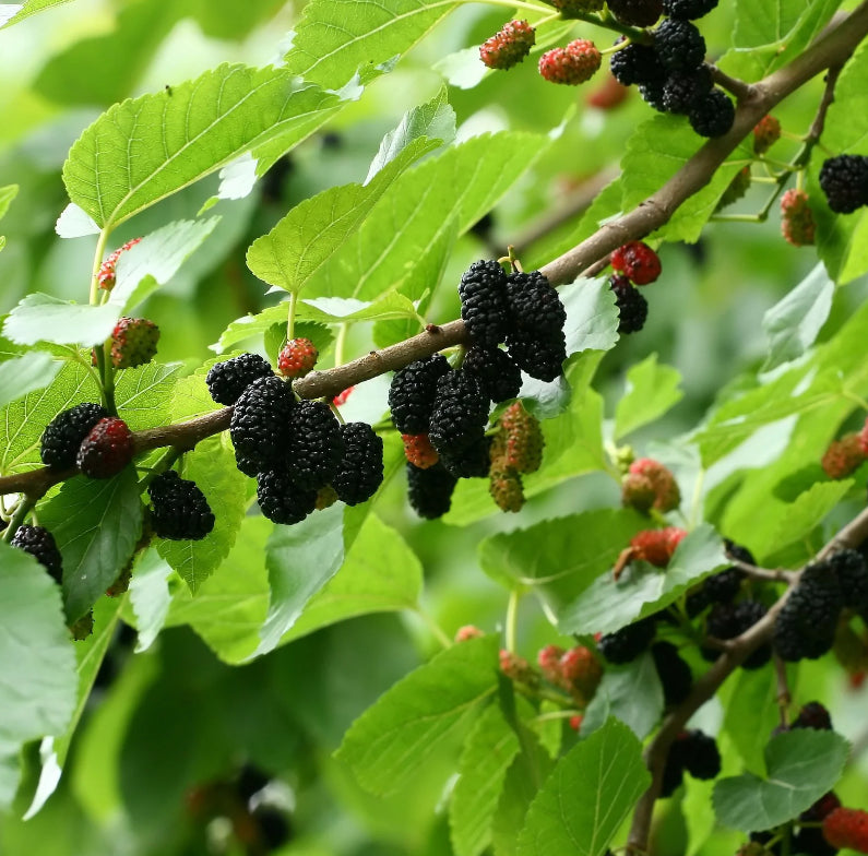 1 Dwarf Everbearing Mulberry Tree Starter Plant Morus spp.
