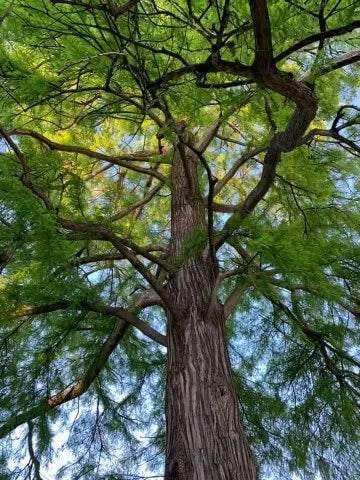 1 Bald Cypress Tree 12-24" Tall Taxodium distichum